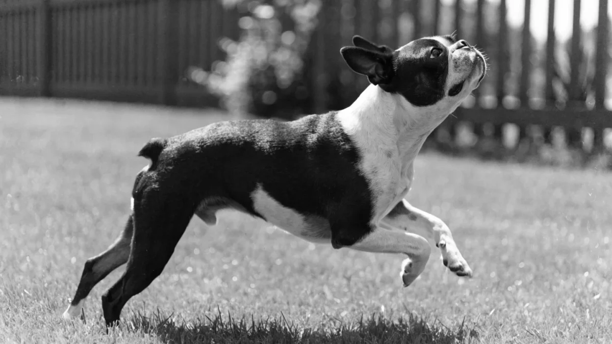 5 Common Misconceptions About Boston Terriers