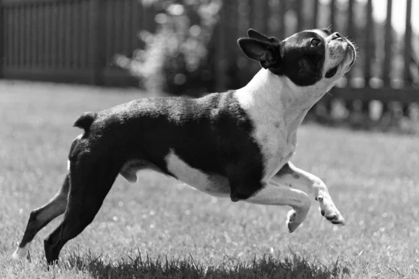 Black and white Boston Terrier bounding across a sunlit lawn mid-play