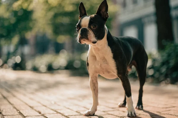 Boston Terrier with black and white tuxedo markings standing on a brick sidewalk in warm golden-hour light