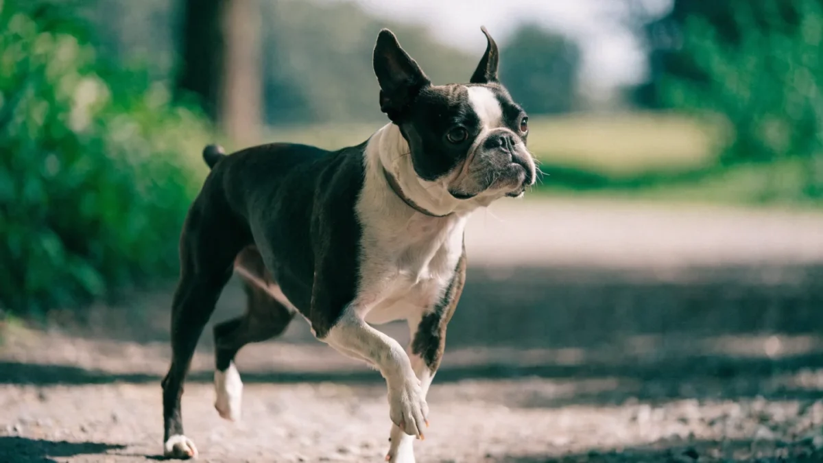 Boston Terrier Exercise Needs: Activity for a Brachycephalic Breed