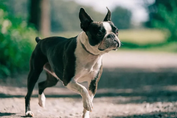 Boston Terrier trotting along a park path