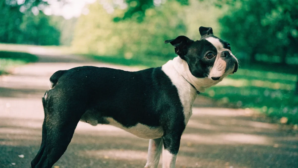 Boston Terrier Genetics: Coat Markings, Brachycephaly, and Health Screening