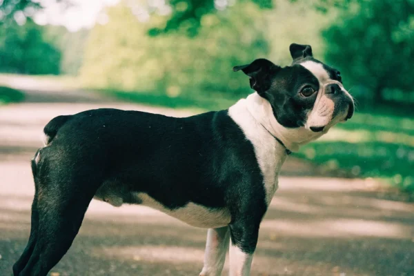 Boston Terrier with tuxedo markings standing outdoors, showing the breed's characteristic piebald coat pattern