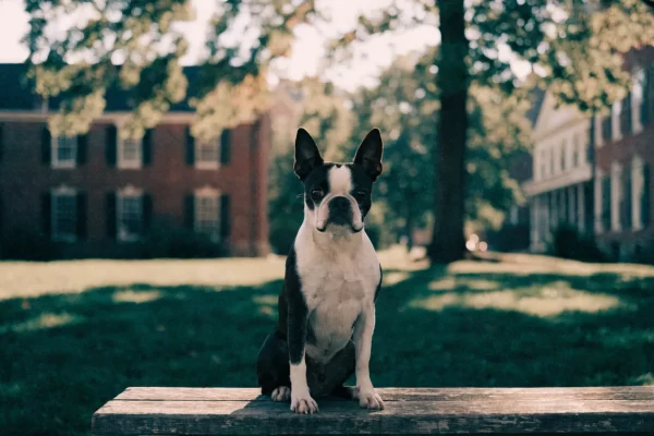 Boston Terrier sitting on a wooden bench in a historic New England park with brick buildings and autumn light