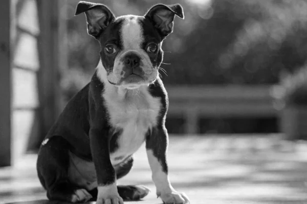 Black and white Boston Terrier puppy sitting alert on a sunlit porch