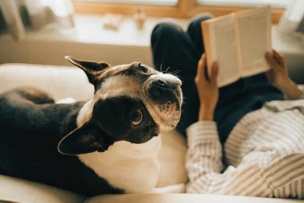 Boston Terrier lying attentively on a sofa beside its owner in a warmly lit living room