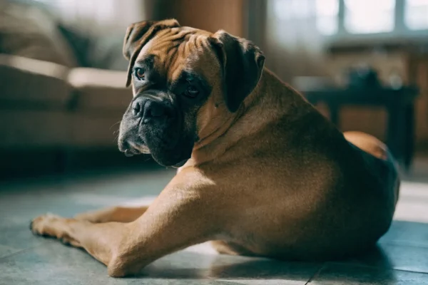 Fawn Boxer with a black mask lying calmly indoors after exercise