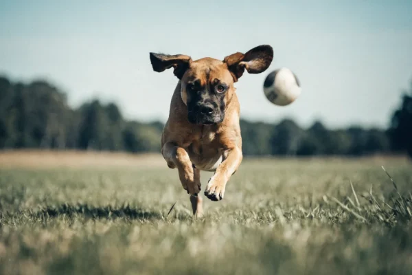 Fawn Boxer sprinting across a grass field chasing a ball