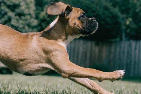 Fawn Boxer puppy with black mask bounding across a grassy backyard