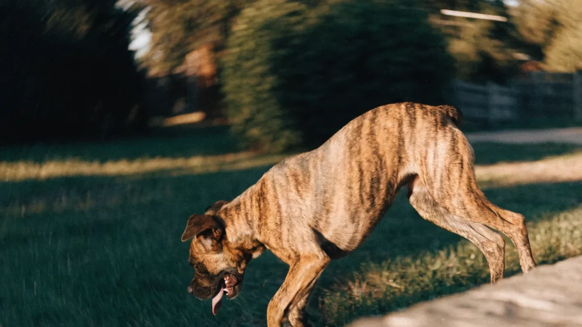 Boxer Temperament: Playful, Loyal, and Endlessly Energetic