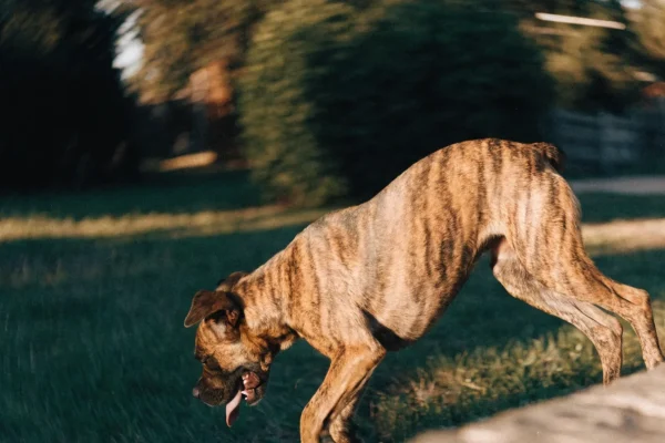 Brindle boxer dog mid-play in a backyard with dynamic motion and warm afternoon light