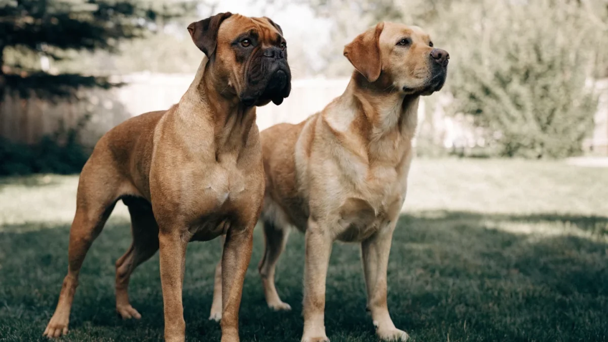 Boxer vs Labrador Retriever: Active Family Dogs Compared