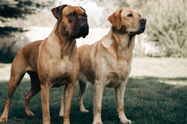 Boxer and Labrador Retriever standing side by side in a backyard, showing build and coat differences