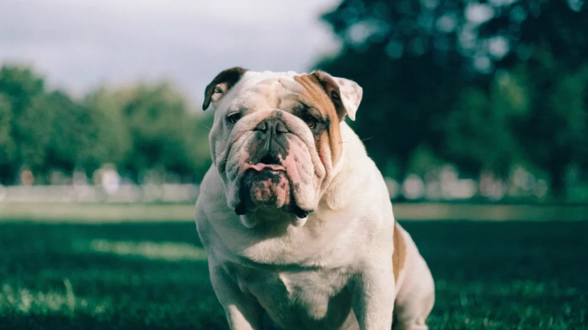 Brachycephalic Airway Syndrome: Why Flat-Faced Breeds Struggle to Breathe