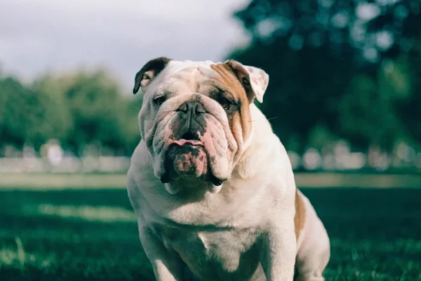 English Bulldog sitting in a park with mouth open, showing the flat facial anatomy associated with brachycephalic airway syndrome