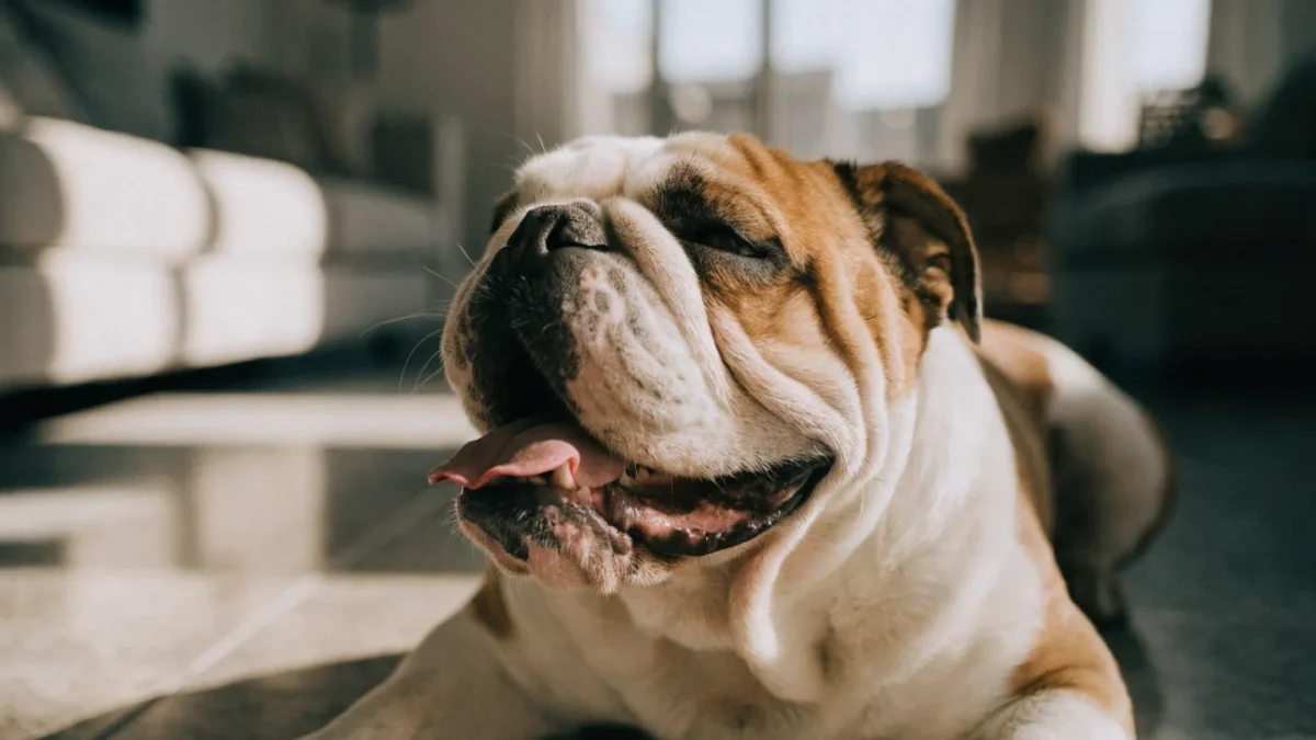 Brachycephalic Breed Health: Bulldogs, Pugs, and Flat-Faced Dogs