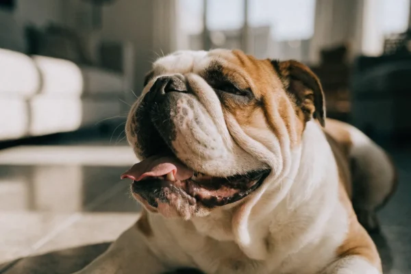 English Bulldog lying on a tile floor panting in warm afternoon light