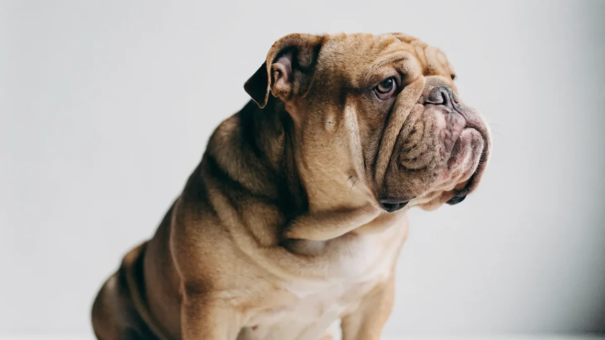 Brachycephalic Dog Breeds: What Flat-Faced Owners Need to Know