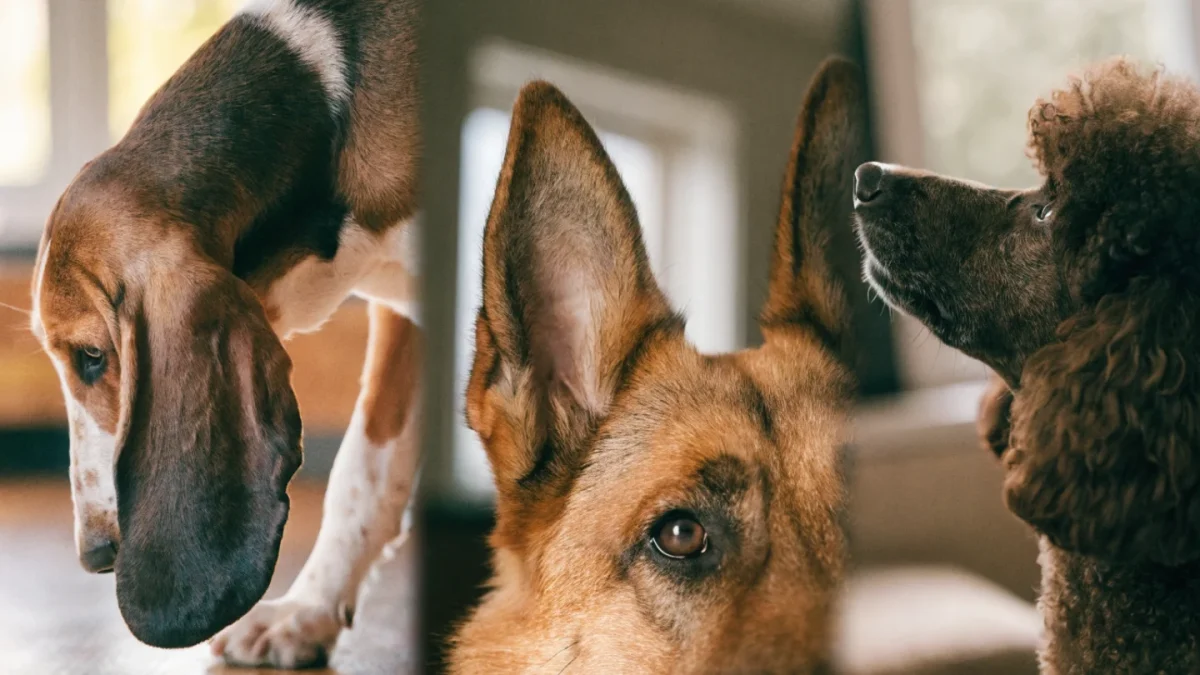 Breed-Specific Ear Care: Floppy, Erect, and Hairy Ears