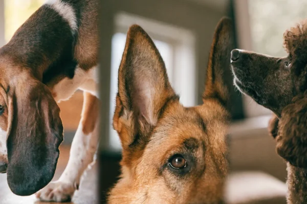 Collage of Basset Hound floppy ear, German Shepherd erect ear, and Poodle ear with canal hair