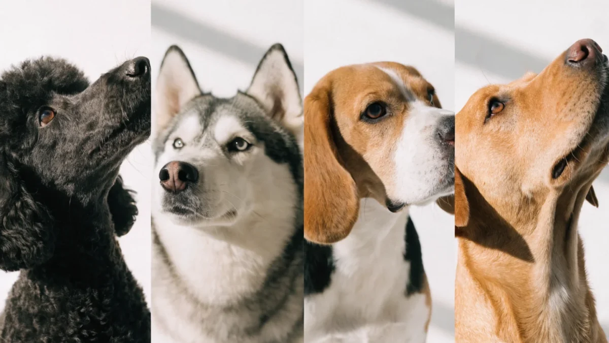 Breed-Specific Grooming: Why Every Breed Needs a Different Approach