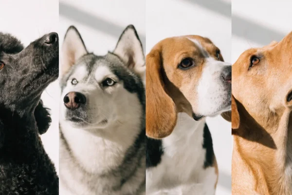 Four dog breeds — Poodle, Husky, Beagle, and Labrador — showing different coat types side by side