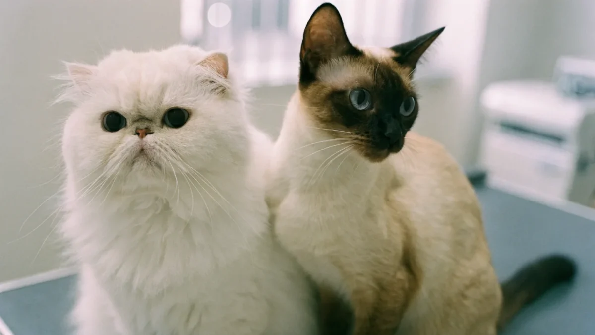 Breed-Specific Health in Cats: Persians, Siamese, and Purebred Risks