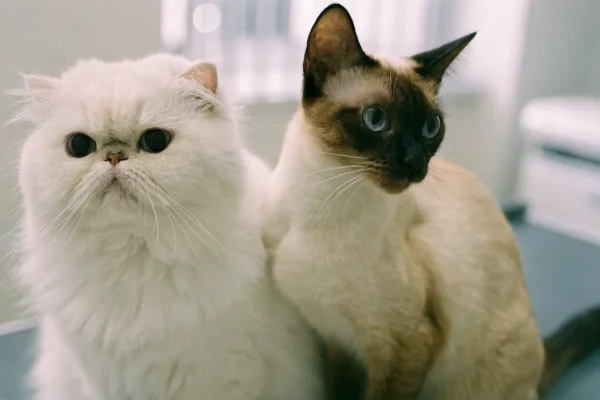 Persian and Siamese cats sitting side by side on a veterinary exam table