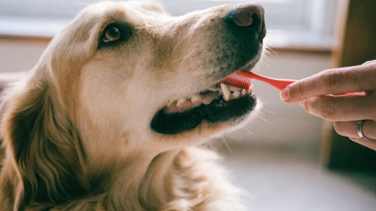 How to Brush Your Dog’s Teeth: Technique and Frequency