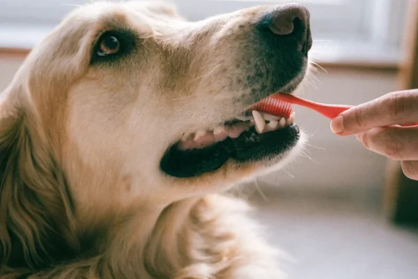 Person gently brushing a Golden Retriever's teeth with a red toothbrush