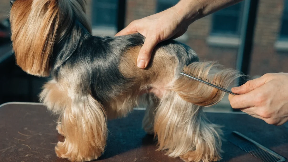 Brushing Techniques for Long-Coated Dogs: Preventing Tangles