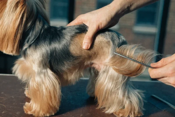 Yorkshire Terrier on grooming table with line brushing technique, bottom coat layer separated for thorough brushing