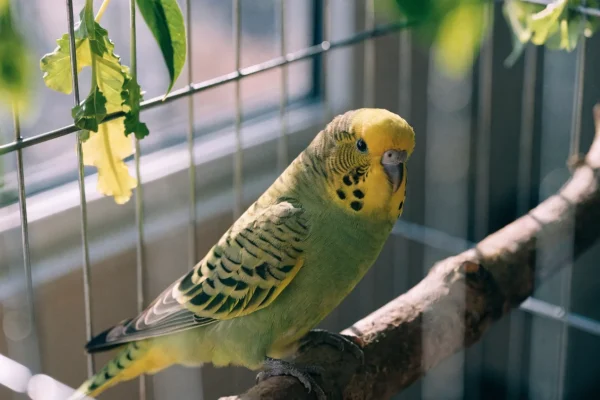 Green and yellow budgie perched on a natural wood branch inside a well-equipped cage with fresh vegetables