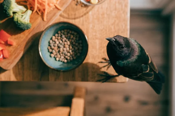 Overhead view of fresh chopped vegetables, pellets, and seeds prepared for a budgie's daily diet