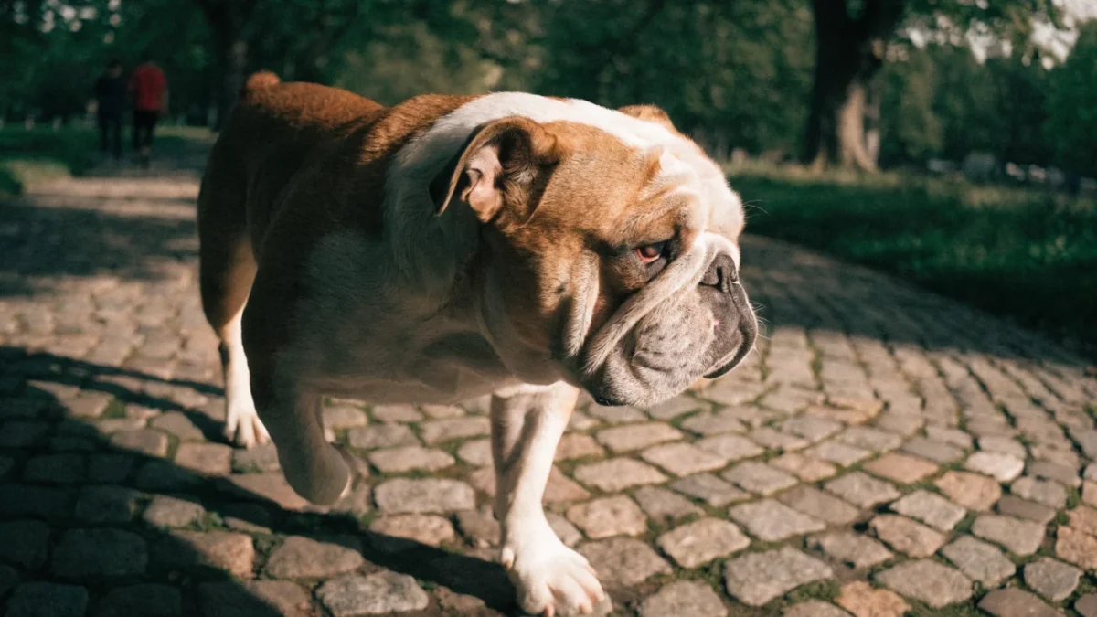 Bulldog: The Complete Breed Guide