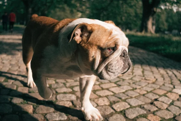 Fawn and white English bulldog walking on a cobblestone park path in warm afternoon sunlight
