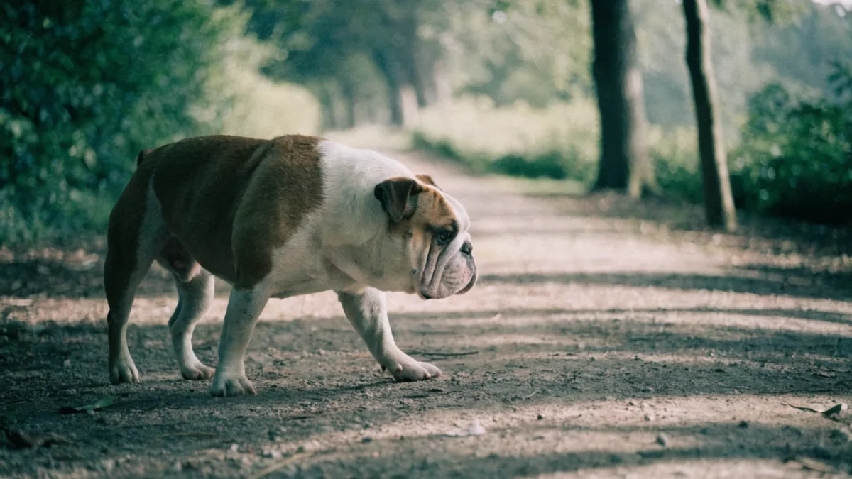Bulldog Exercise Needs: Staying Active Without Overheating