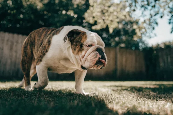 English Bulldog with a wrinkled flat face walking across a shaded backyard lawn