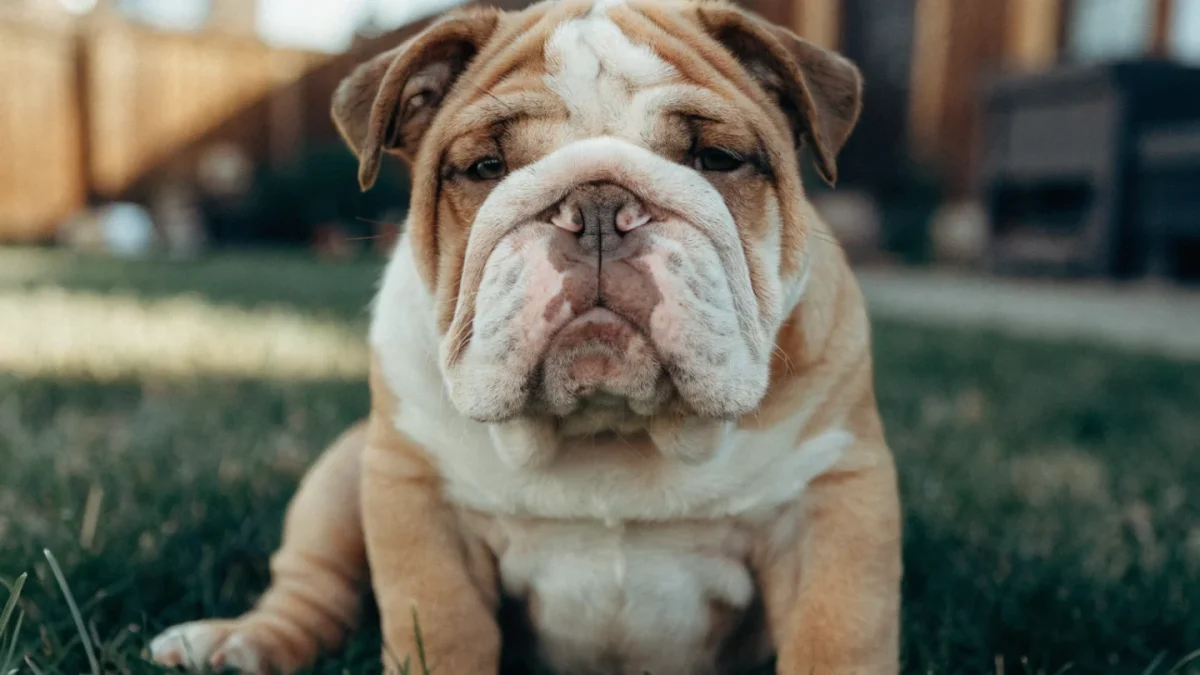 Bulldog Puppy Buying Guide: Health Checks Every Buyer Must Know