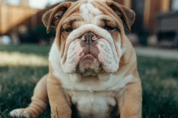 Fawn and white English Bulldog puppy sitting in a grassy backyard