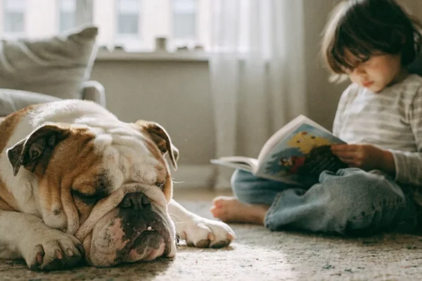 English bulldog resting peacefully beside a child reading on a living room rug in natural light