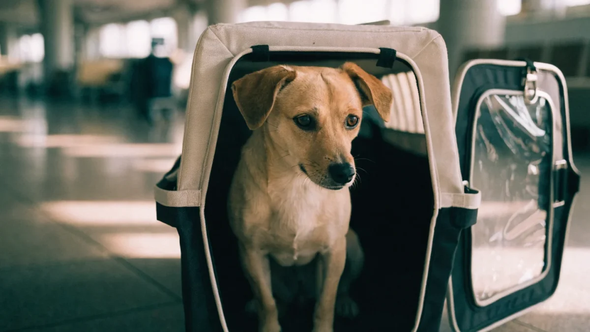 Cabin vs Cargo: Where Should Your Pet Fly?