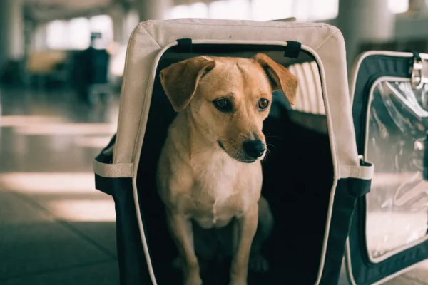 Small dog inside an open airline-approved soft-sided carrier at an airport