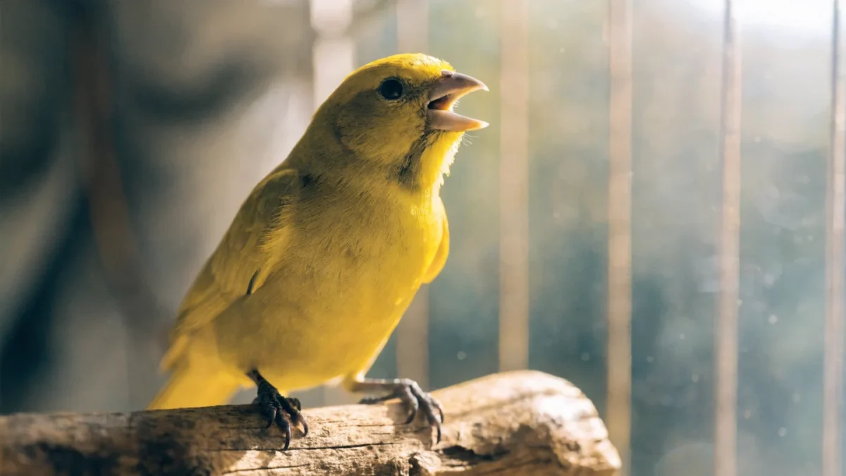 Canary Care: Singing, Diet, and Housing the Perfect Songbird
