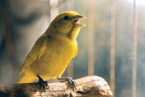 Bright yellow male canary perched on a natural branch mid-song in warm morning light
