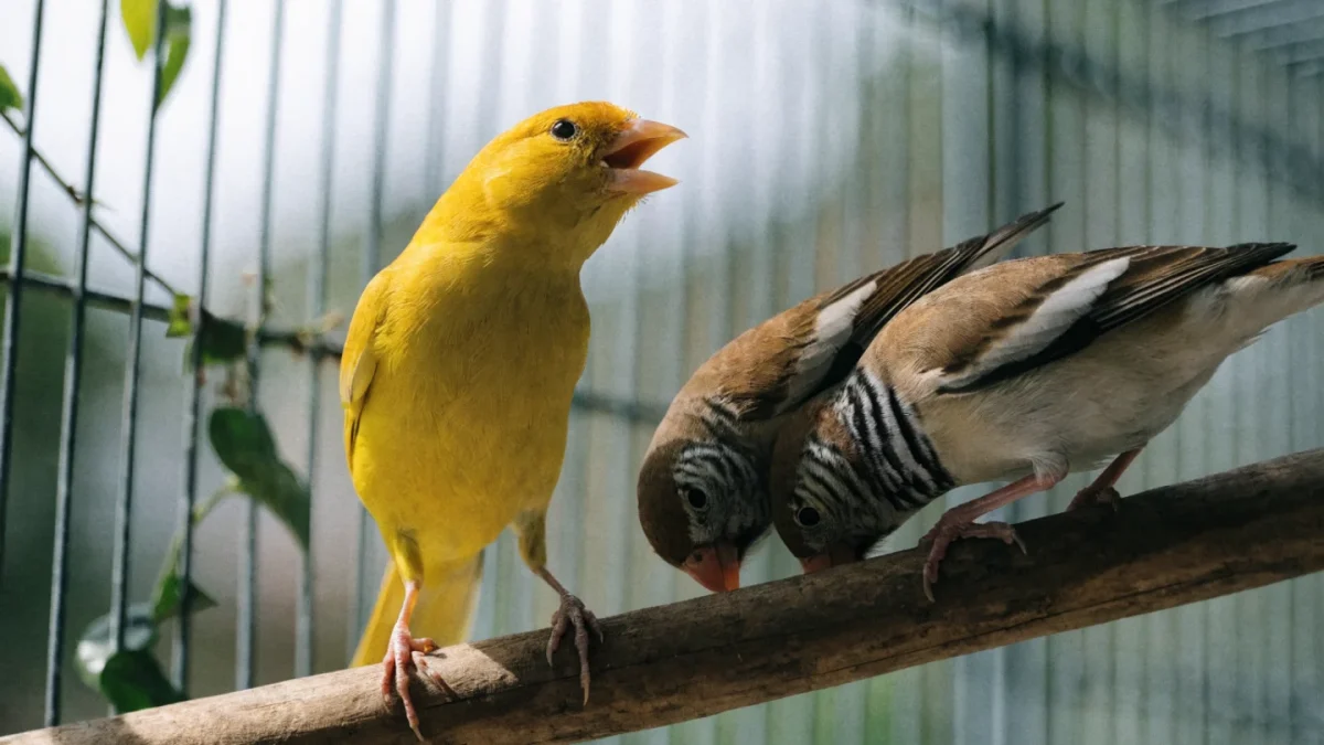 Complete Canary and Finch Care Guide: Species, Song, and Setup
