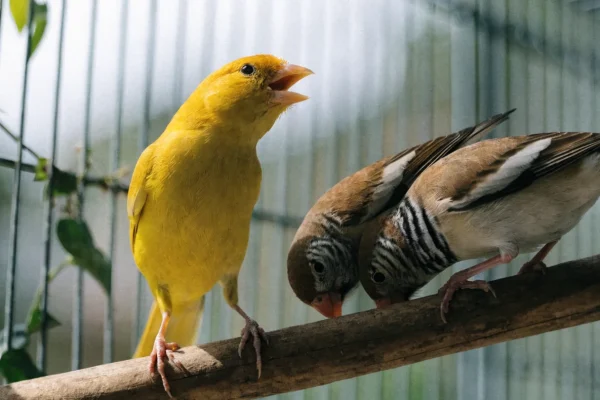 Yellow canary and zebra finches perched together in a spacious flight cage in natural light