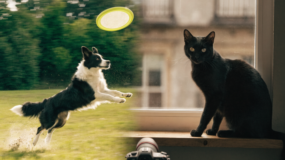Capturing the Perfect Shot: Camera Settings for Fast-Moving Dogs vs. Low-Light Cats