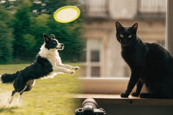 A split-scene comparison showing a Border Collie leaping in bright light and a black cat in dim window light, illustrating different pet photography challenges.