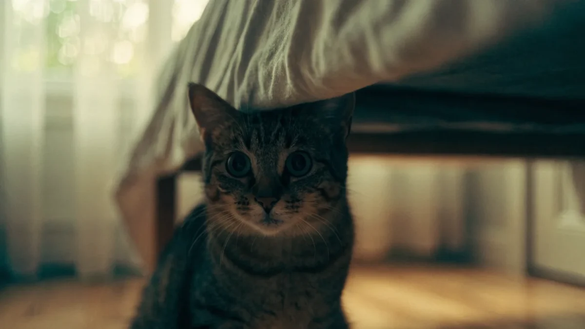 Cat Anxiety and Stress: A Complete Guide to Causes, Signs, and Solutions